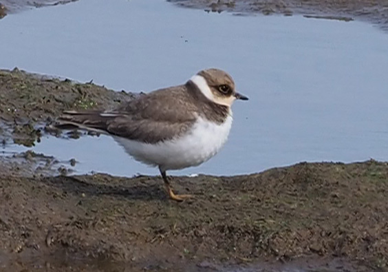 いしかり調整池探鳥会風景 10月 北海道野鳥愛護会