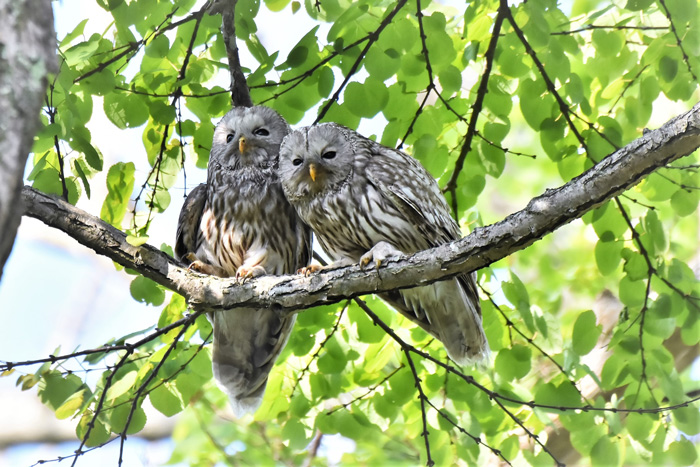 第0号 創立50周年記念号 に掲載された野鳥写真 北海道野鳥愛護会