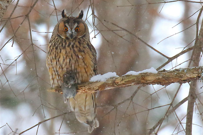 第3号に掲載された野鳥写真 北海道野鳥愛護会