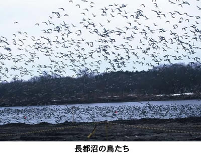 写真「長都沼の鳥たち」